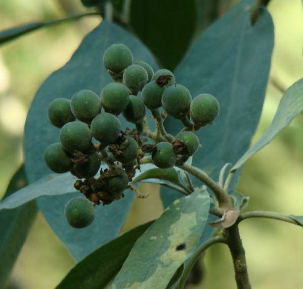 Fumo bravo Solanum mauritianum